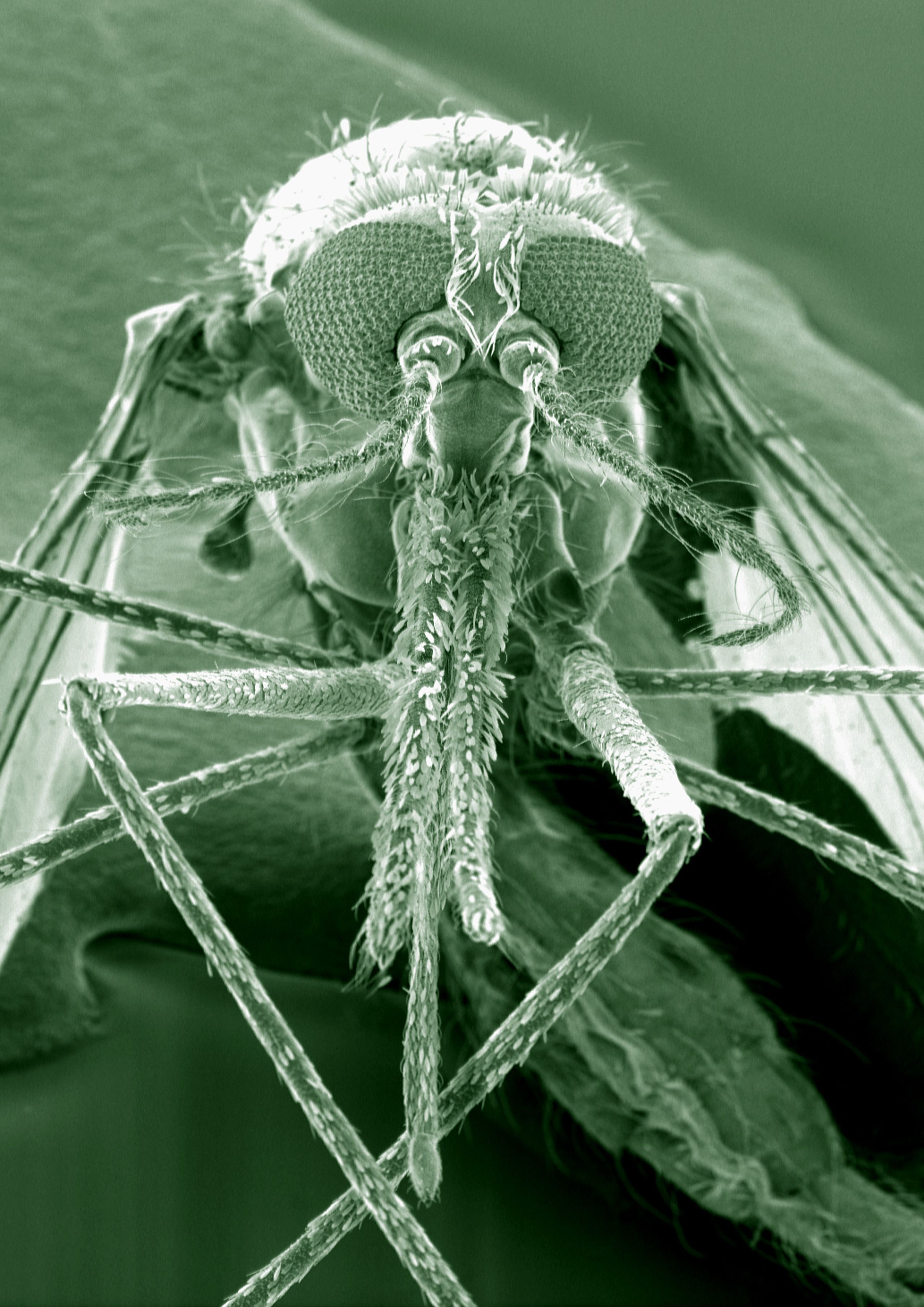 This (SEM) shows the Anopheles gambiae mosquito. The species is thought to be the principal vector of malaria in Africa. Kevin Mackenzie, University of Aberdeen. Attribution 4.0 International (CC BY 4.0)